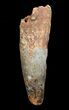 Bargain Inch Spinosaurus Tooth #4841-2